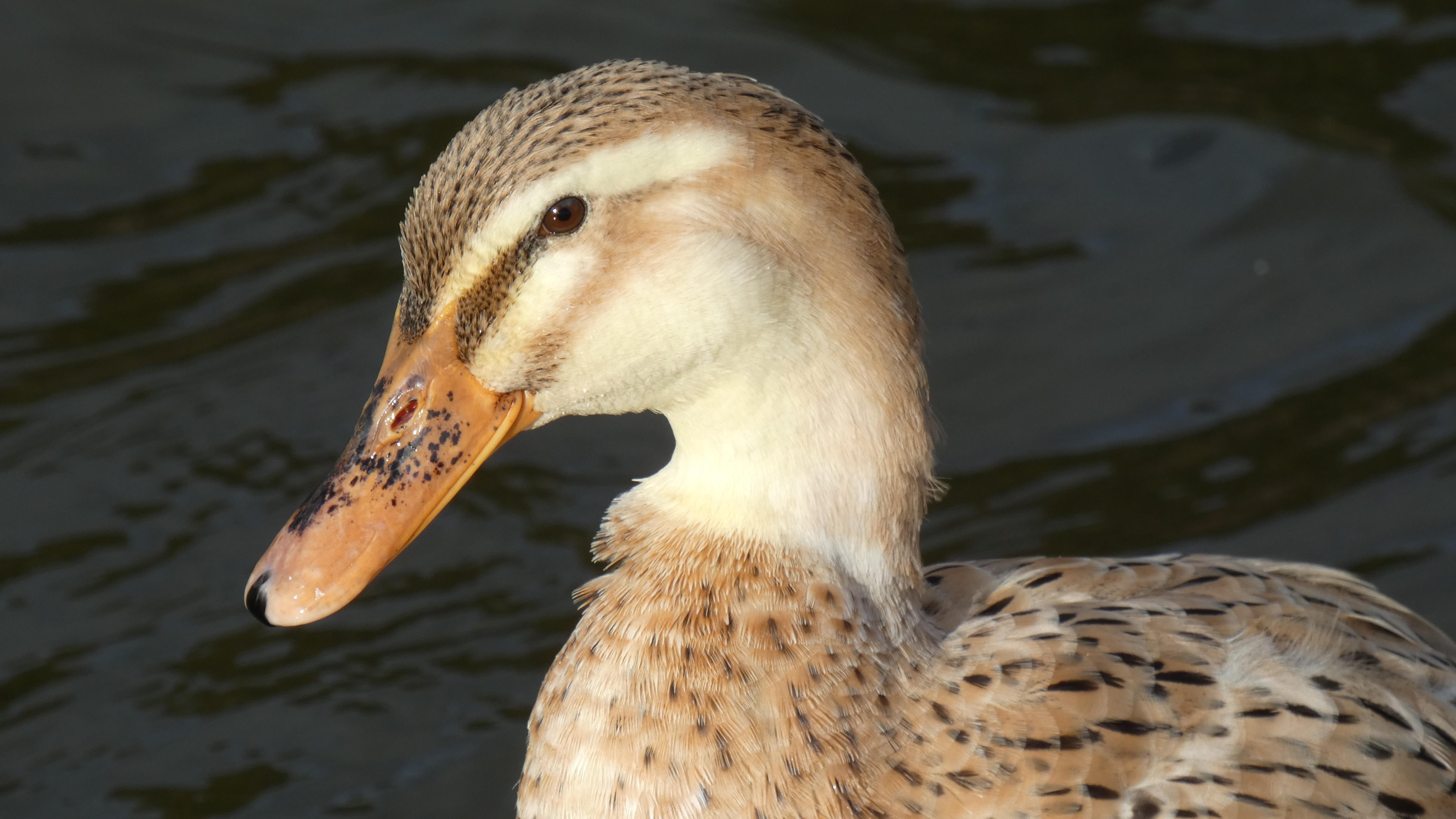 Female Hybrid Mallard Duck, Standing on Nest with Discarded Fishing Rod  Stock Photo - Image of england, fishing: 217227062