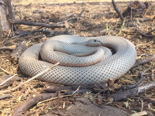 Albino Mole Snake Observation Southern Africa Ispot