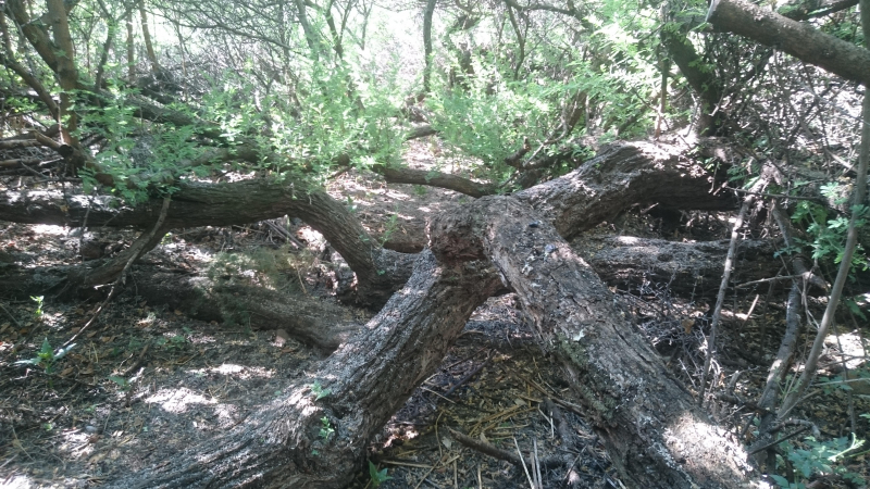 Wonder Tree Wonderboom Walking Or Naturally Layering Tree Adventitious Roots Observation Southern Africa Ispot