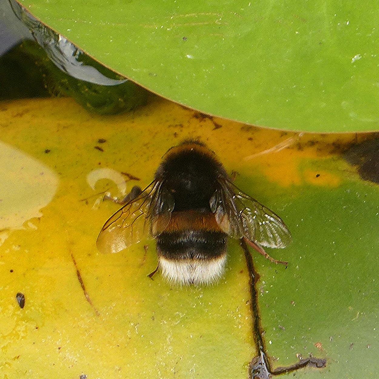 Bombus terrestris - Wikipedia