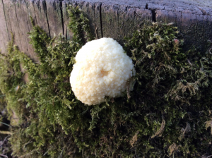 Reticularia Lycoperdon (False puffball)