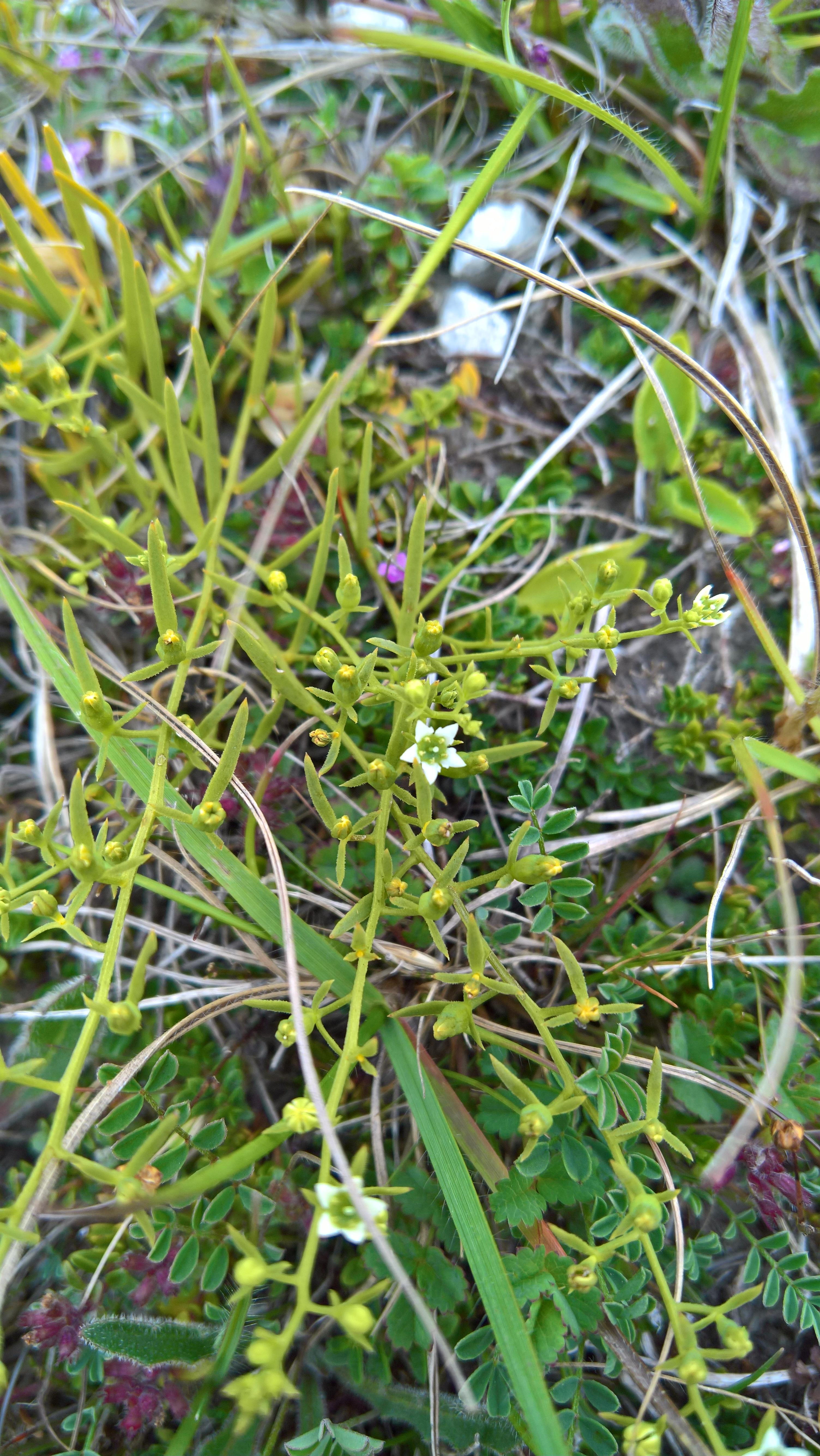 Thesium Humifusum Observation Uk And Ireland Ispot