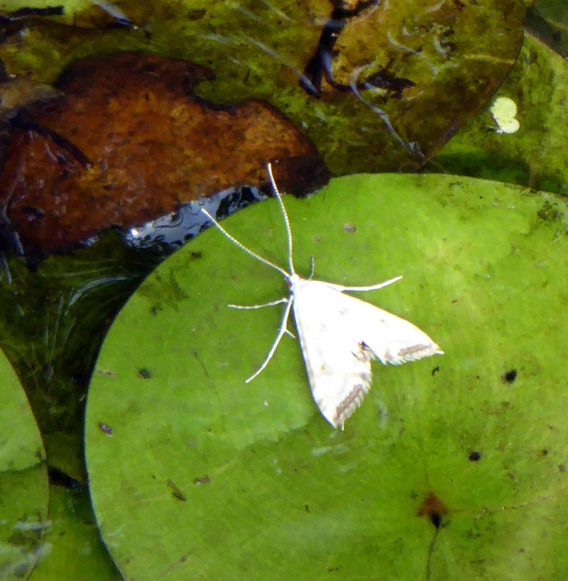 Small White Moth Observation Uk And Ireland Ispot