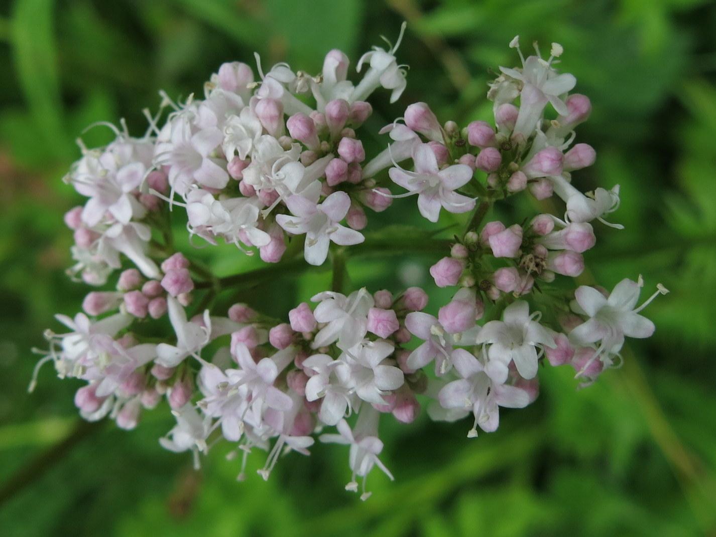 Valériane officinale — Wikipédia