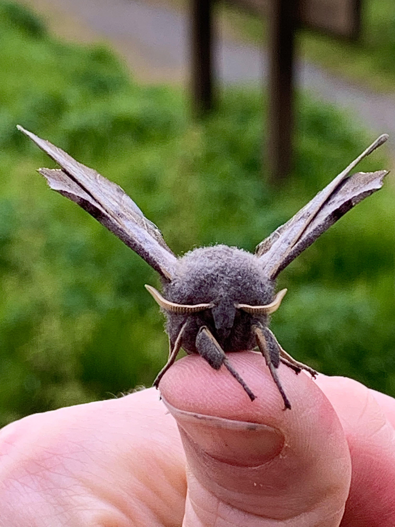 A brand new Hawk Moth — Life in a Southern Forest