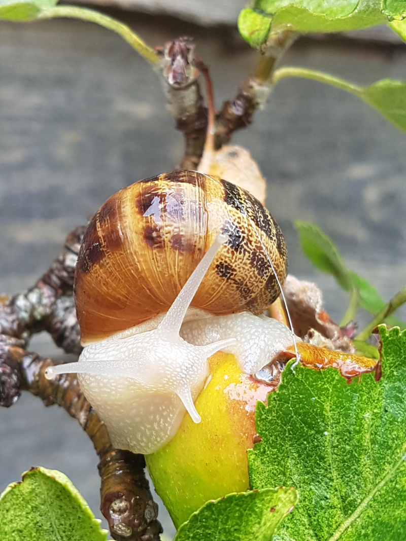 White Garden Snail Observation Uk And Ireland Ispot