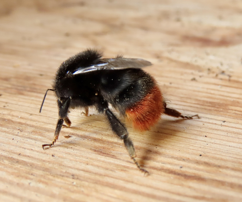 Red-Tailed Bumble Bee | Observation UK and Ireland | iSpot
