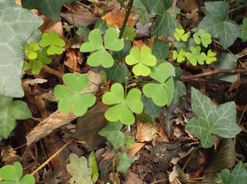 Wood Sorrel 2 Photos Observation Uk And Ireland Ispot