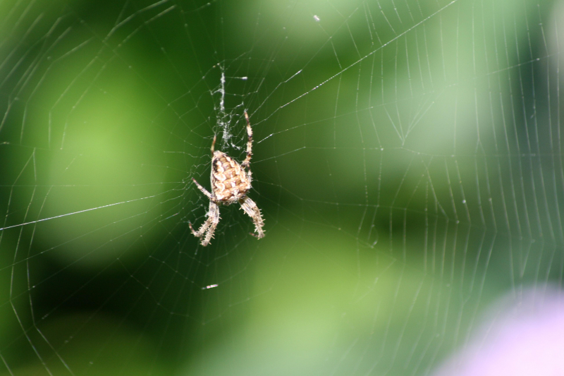 Common Garden Spider Observation Uk And Ireland Ispot