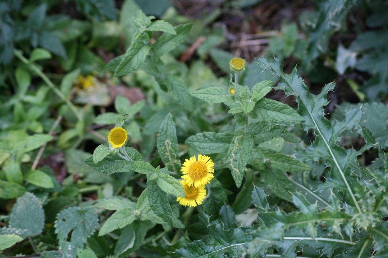 common fleabane