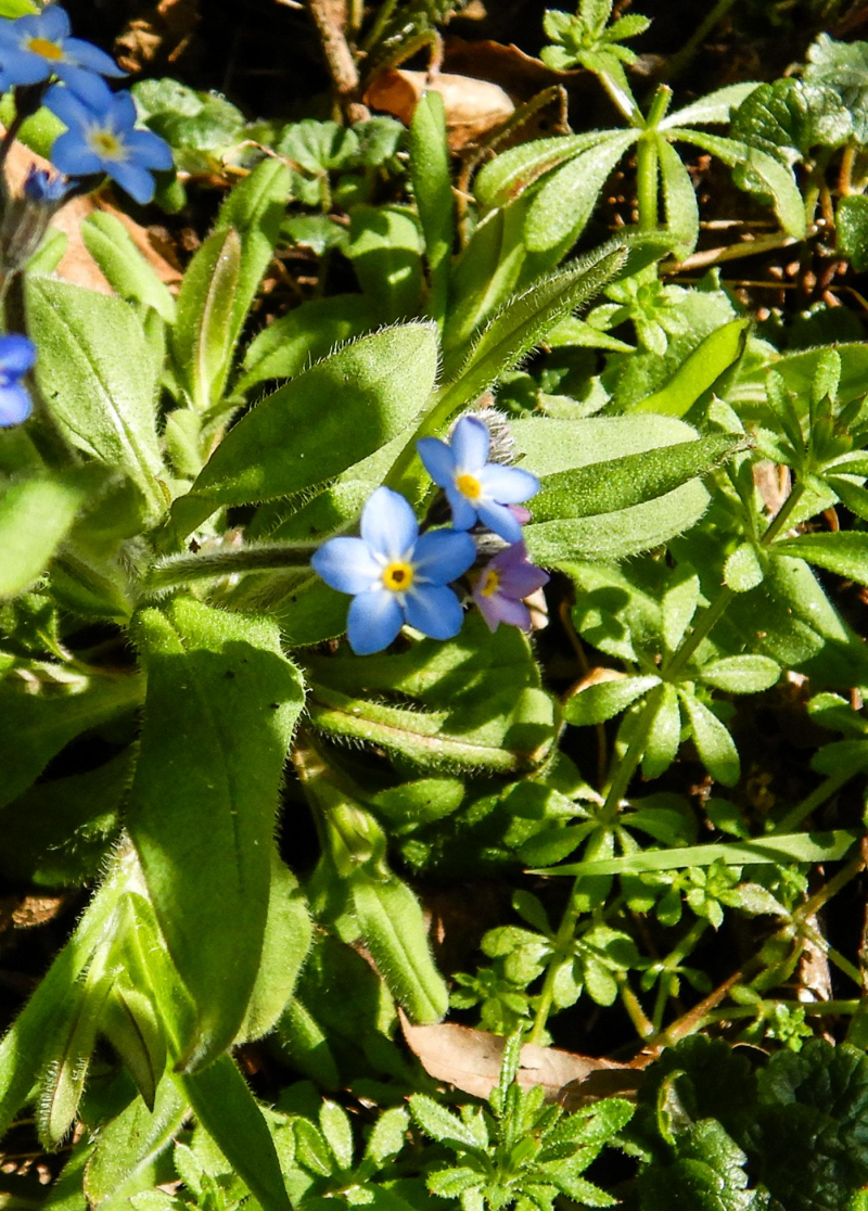 Myosotis sylvatica, Wood Forget-Me-Not, Observation, UK and Ireland