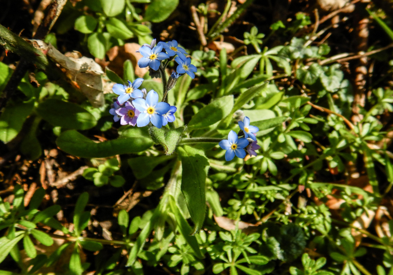 Myosotis sylvatica, Wood Forget-Me-Not, Observation, UK and Ireland