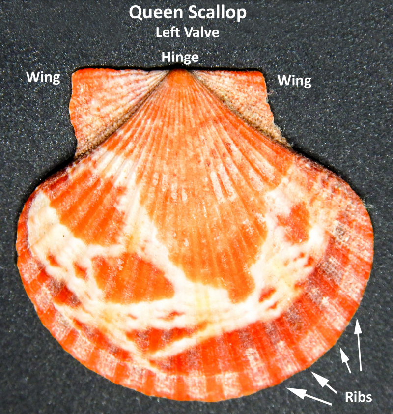 It's A Flat Out Scallop Valve