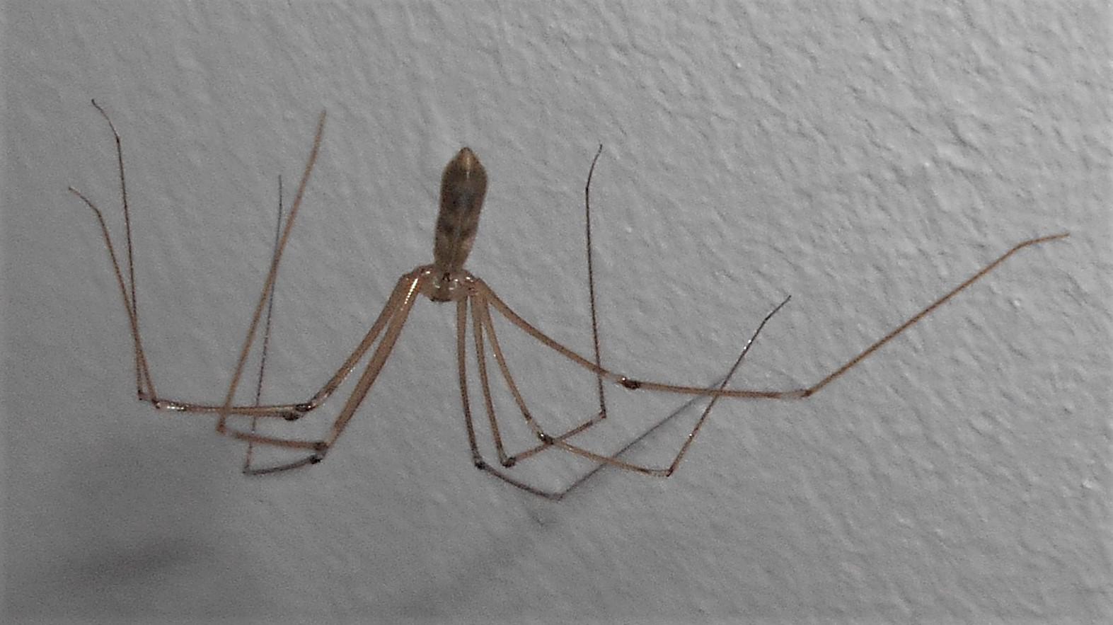 Pholcus phalangioides - Wikipedia