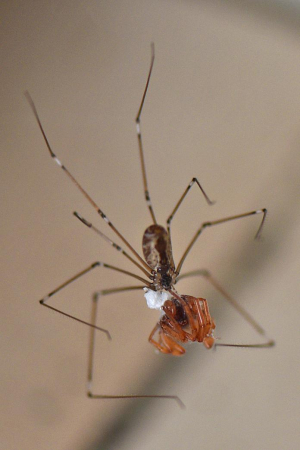 Daddy Long-Legs Spider - African Snakebite Institute