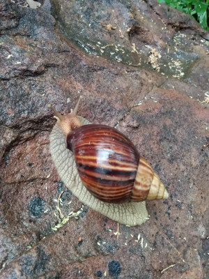 varicoza snail)