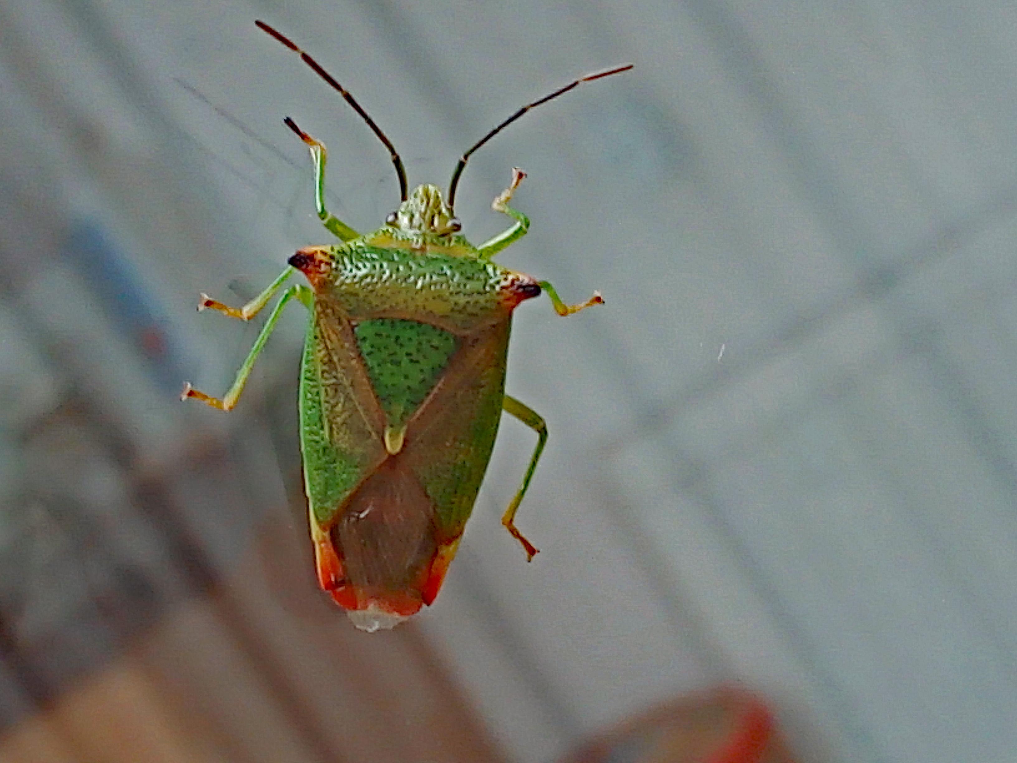 Hawthorn shield bug - Wikipedia