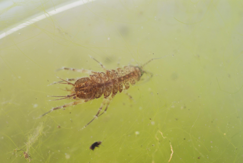 Two-spotted Water Hog-louse