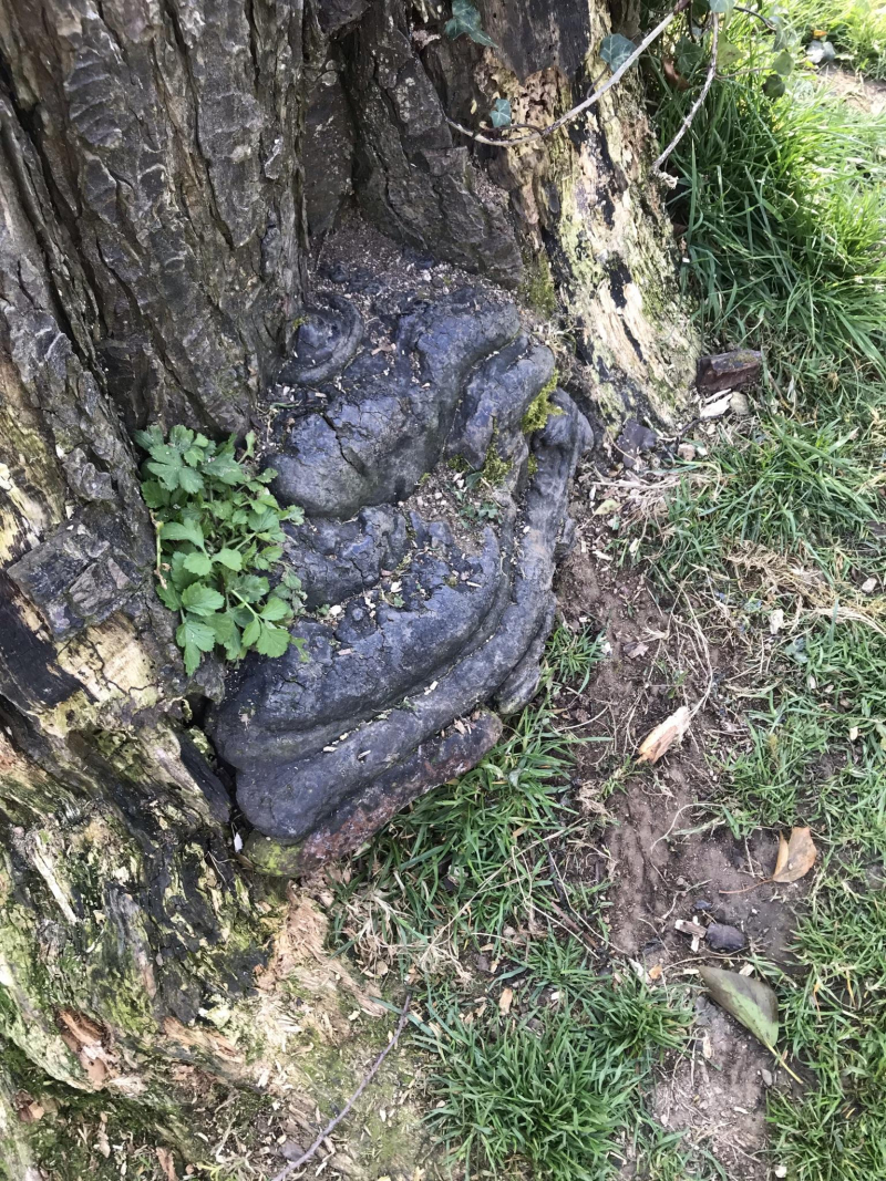 hard fungus at base of tree