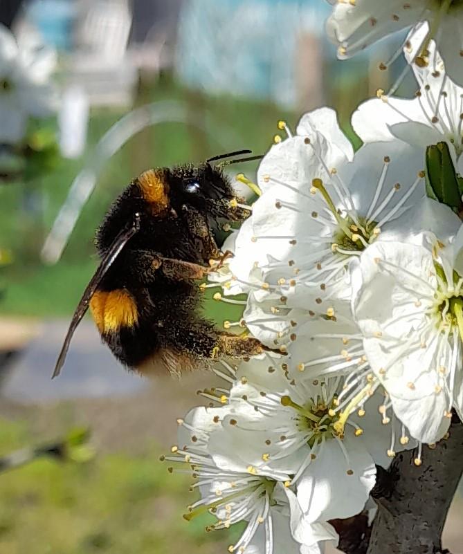 Bombus terrestris - Wikipedia