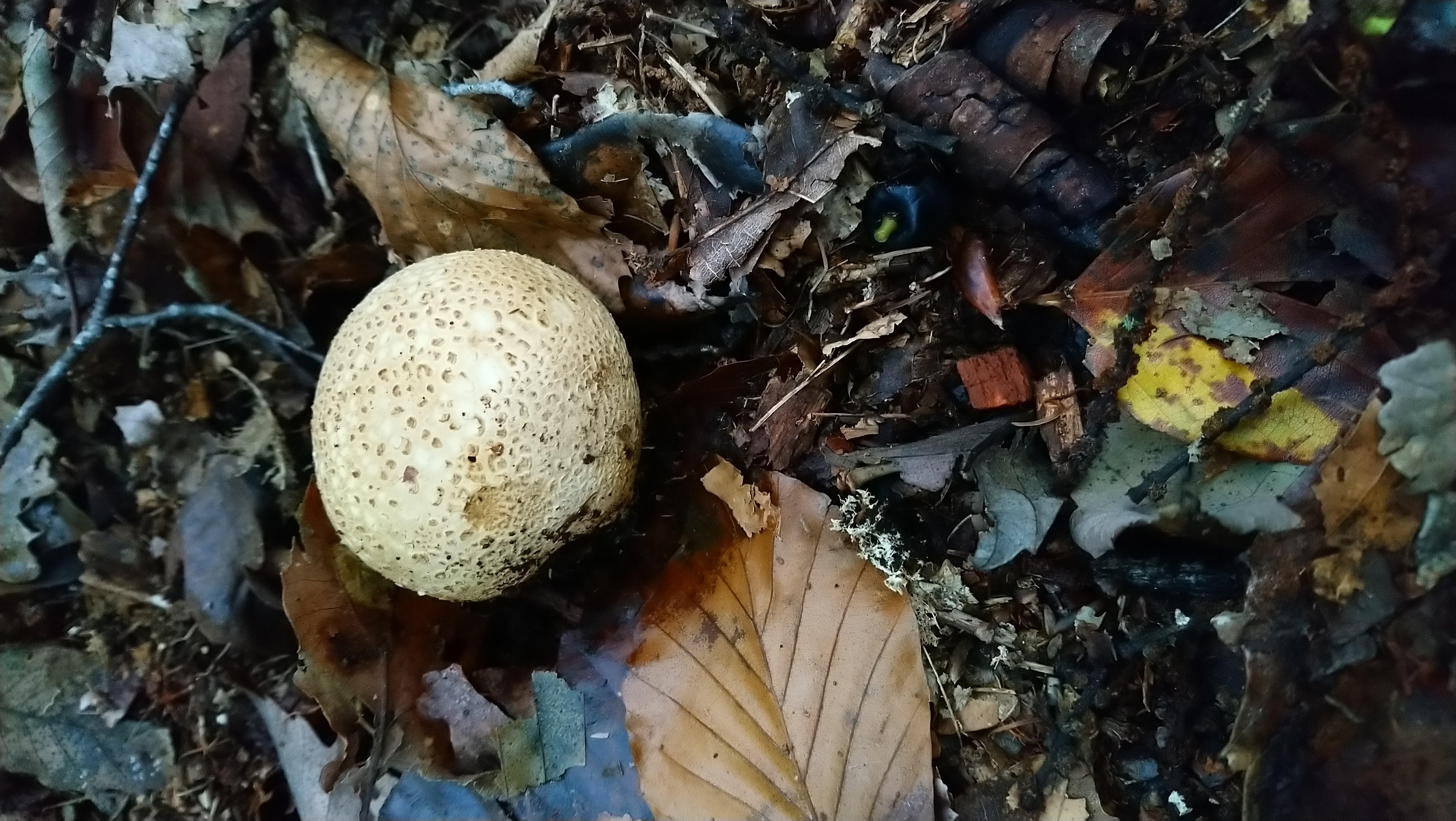 Common Stinkhorn Egg Observation Uk And Ireland Ispot