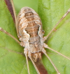 Mummy Long Legs?, Observation, UK and Ireland