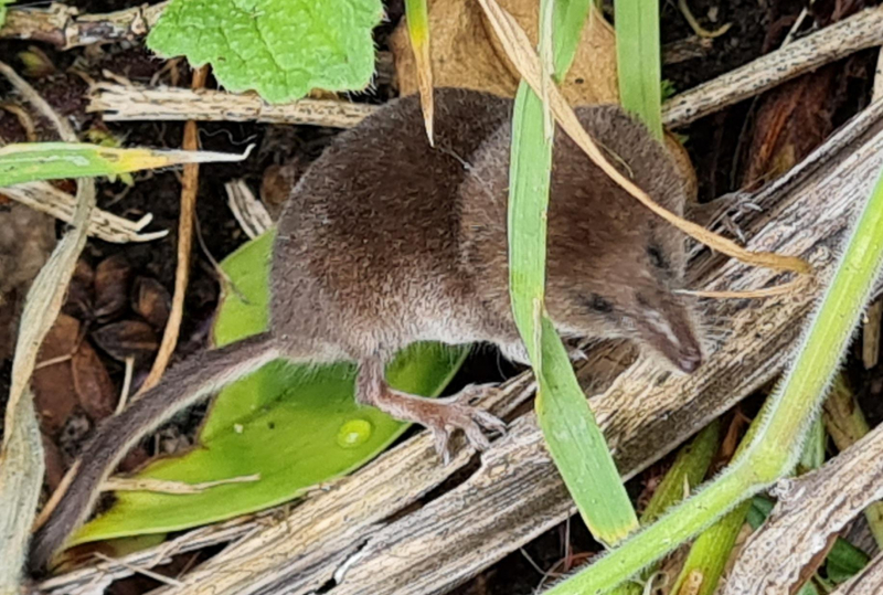 Pygmy shrew | Observation | UK and Ireland | iSpot Pygmy shrew | Observation | UK and Ireland | iSpot