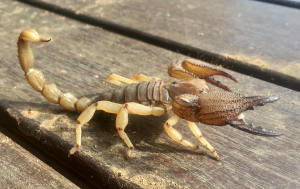 Rough Burrowing Scorpion (Opistopthalmus glabrifrons)