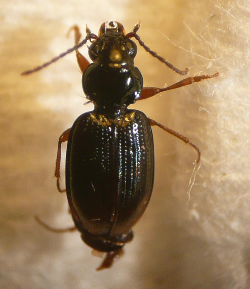 Bembidion Lunulatum Observation Uk And Ireland Ispot