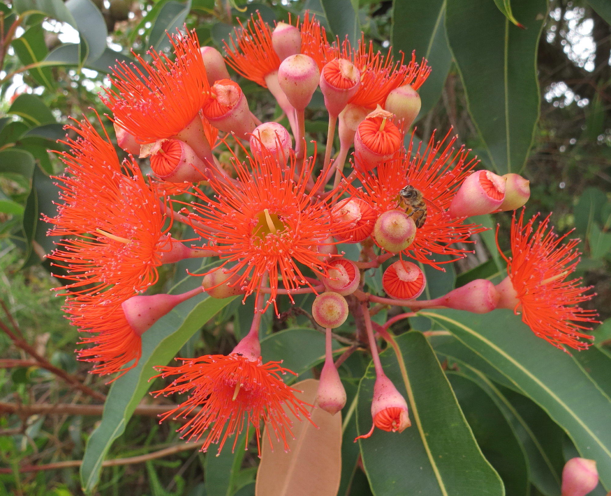 Red-flowering Gum (Corymbia ficifolia), Corymbia ficifolia …