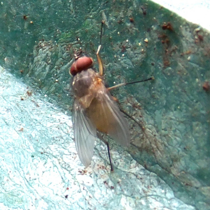 Yellow fly with red | Observation | UK and Ireland | iSpot