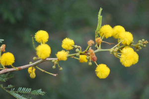 Acacia natalitia (Vachellia)