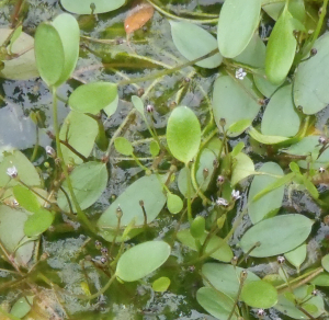 Limosella grandiflora