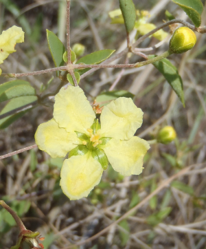 Sphedamnocarpus pruriens subsp. galphimiifolius