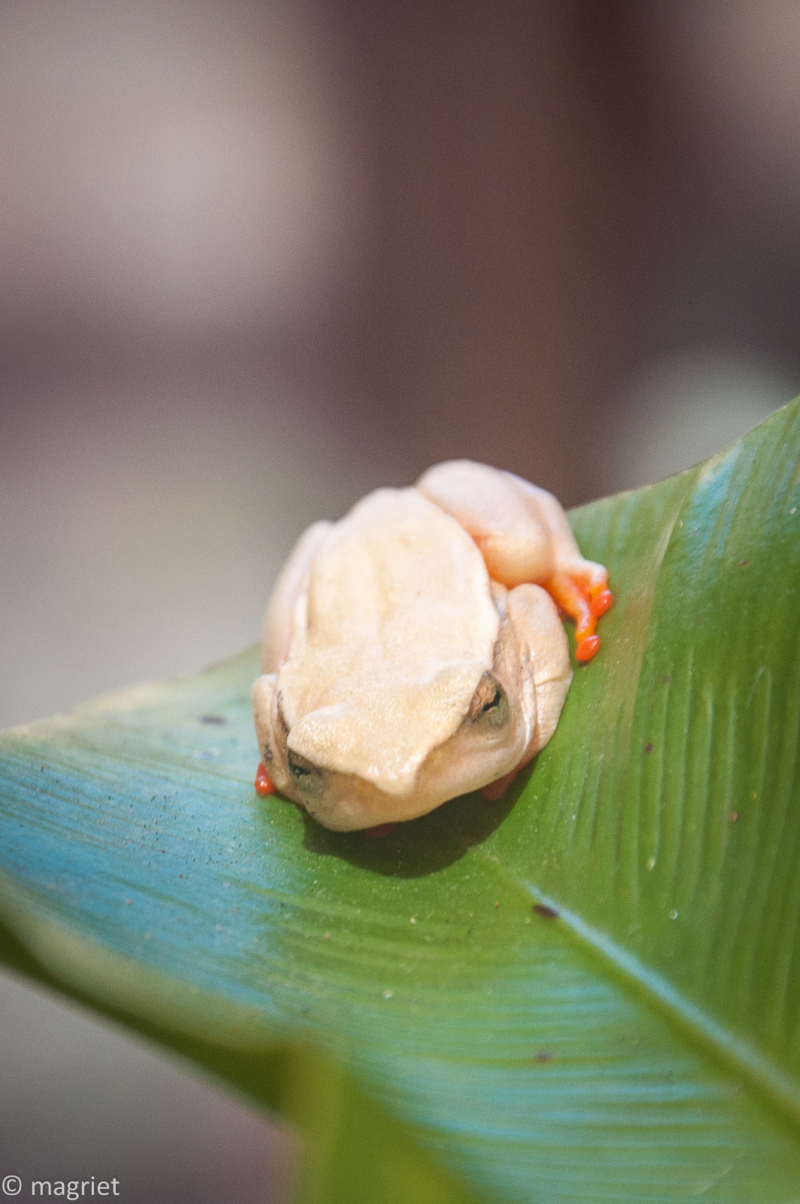 So remarkable to find a tiny little frog hiding in the Arum Lilly's we have  just planted. Also known as a reed frog. They are only found…