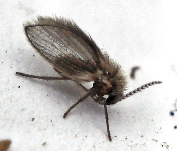 drain fly - Psychoda spp.