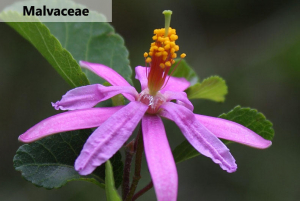 Plant Family Characters  |  MALVACEAE  |  Southern Africa