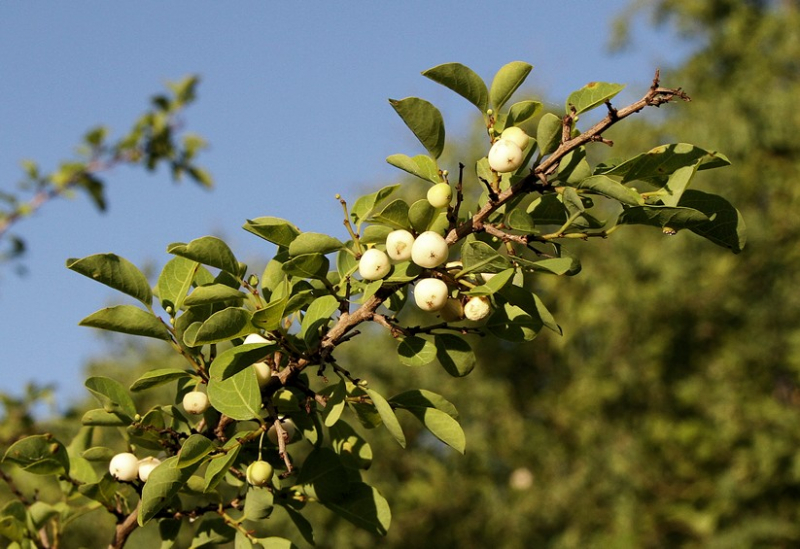 Sweet 'White Berry Bush' fruits - Bushguide 101