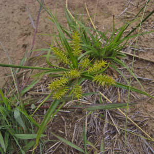 Cyperus cyperoides subsp. cyperoides