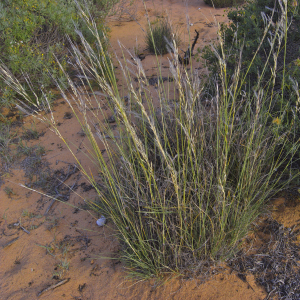 Stipagrostis ciliata(habit)