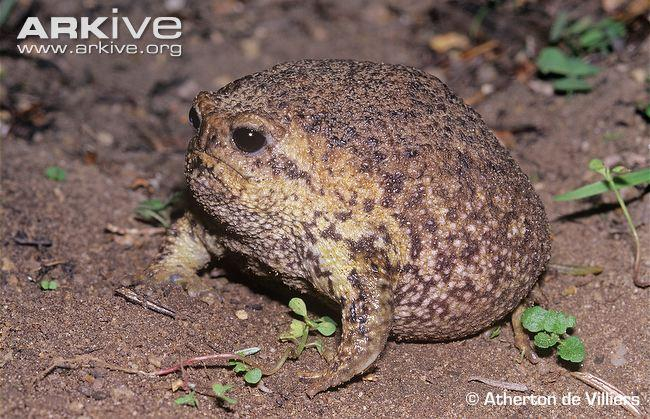 Giant Rain Frog (Breviceps gibbosus) · iNaturalist