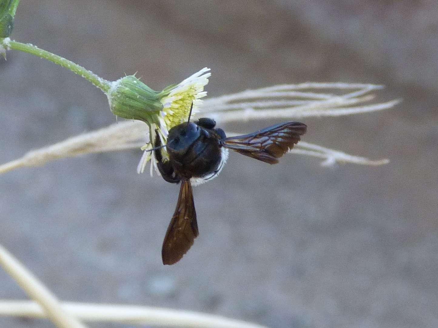 Château Galoupet: bees and biodiversity to the fore - Decanter