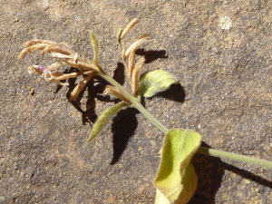 Dicliptera transvaalensis
