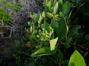 Olea capensis capensis