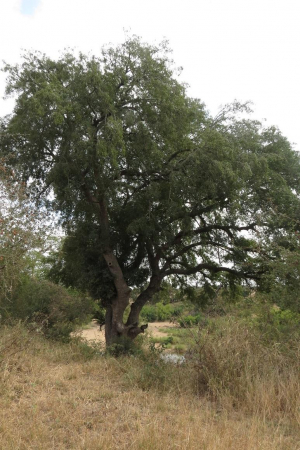 Nyala Tree - Xanthocercis zambesiaca ...