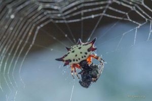 Kite Spider | Observation | Southern Africa | iSpot Nature