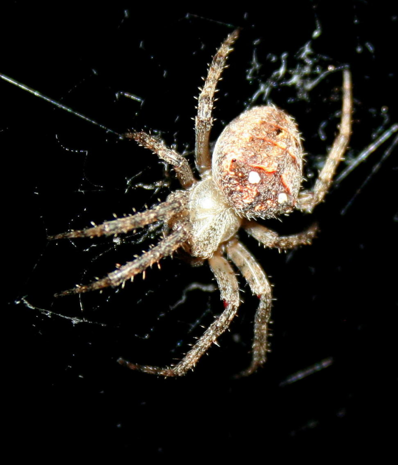 Hairy Field Spider Observation Southern Africa Ispot
