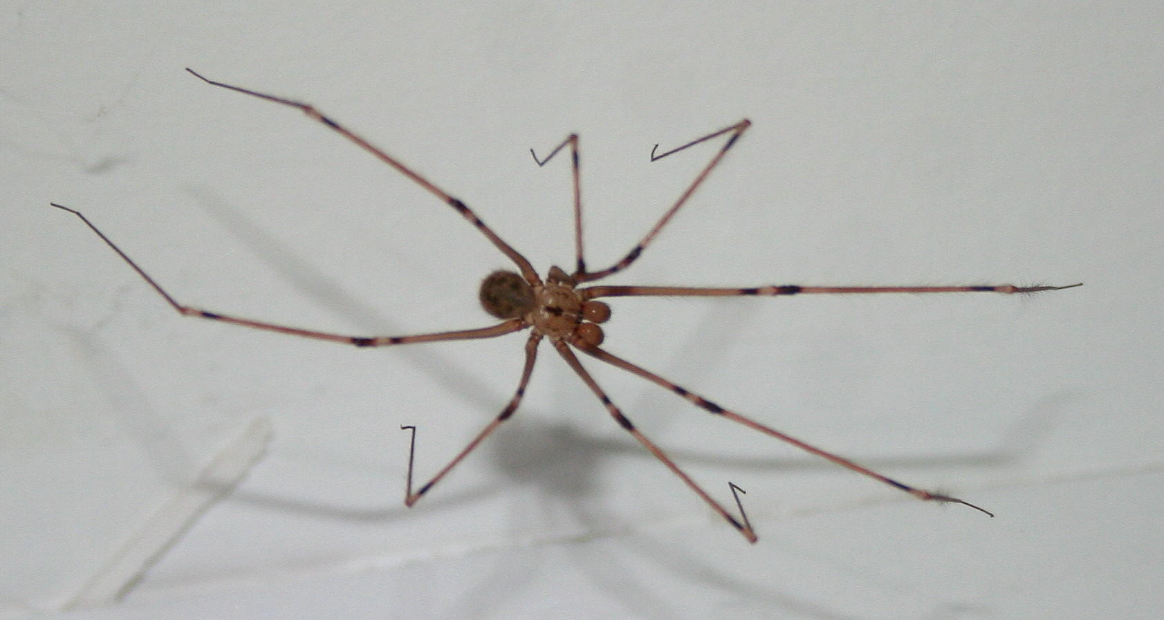 Artema atlanta (Giant Daddy-long-legs Spider) in Kihei, Maui