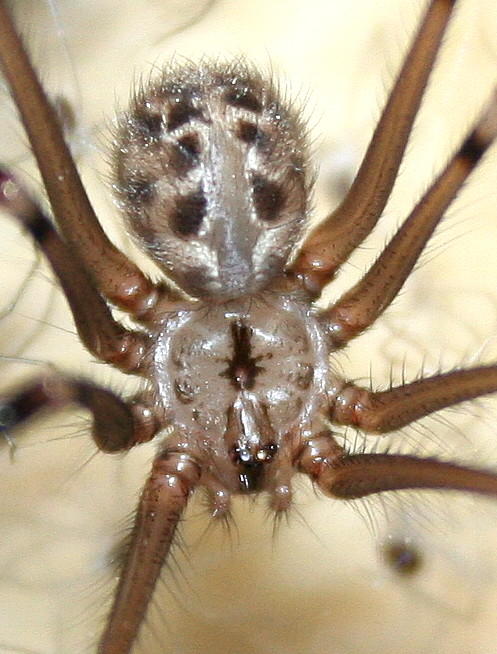 Velvet Spider Facts, Identifications, & Pictures in 2023  Spider fact, Spider  species, Spider identification chart