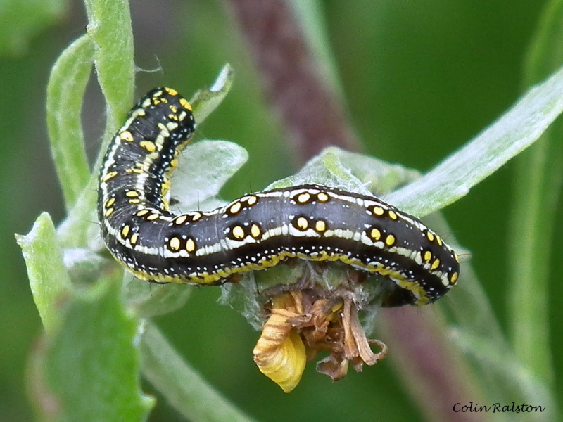 Black And Yellow Caterpillar Observation Southern Africa Ispot